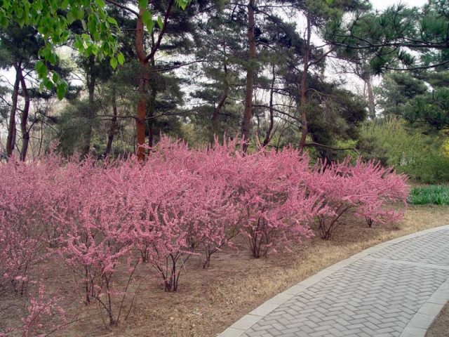 Ornamental almond shrub: planting and care