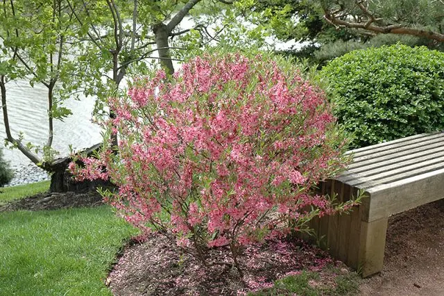 Ornamental almond shrub: planting and care