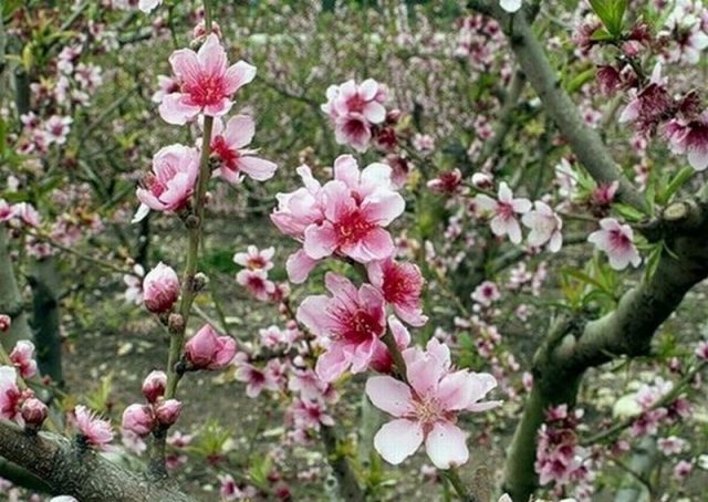 Ornamental almond shrub: planting and care