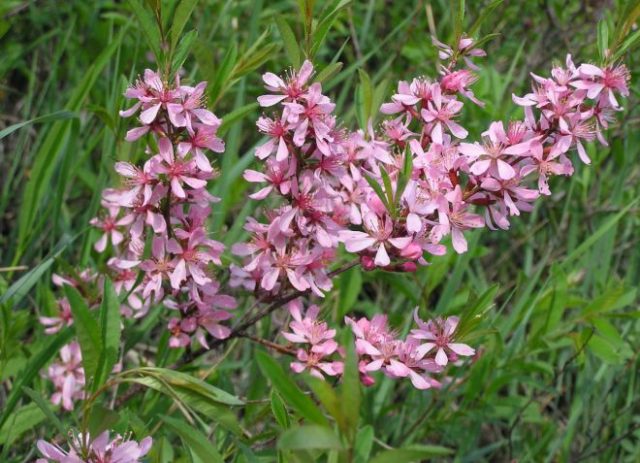 Ornamental almond shrub: planting and care