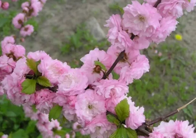 Ornamental almond shrub: planting and care