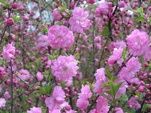 Ornamental almond shrub: planting and care