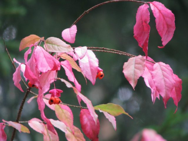 Ornamental and wild plant warty euonymus