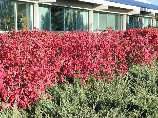 Ornamental and wild plant warty euonymus