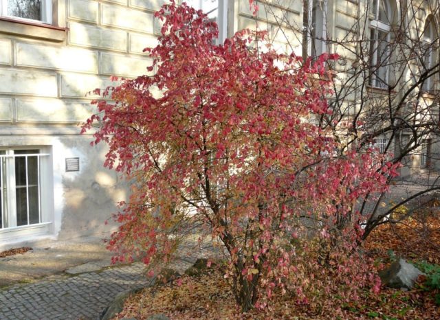 Ornamental and wild plant warty euonymus