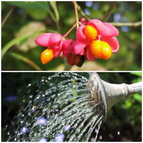 Ornamental and wild plant warty euonymus