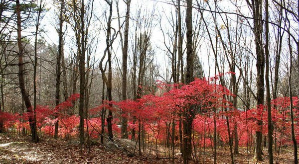 Ornamental and wild plant warty euonymus