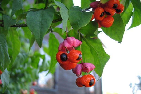 Ornamental and wild plant warty euonymus