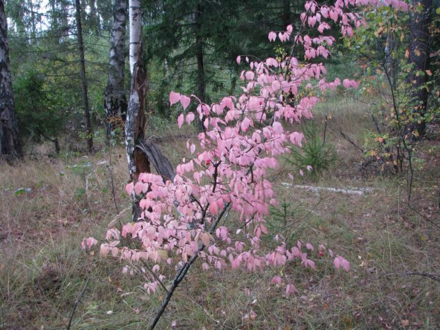 Ornamental and wild plant warty euonymus