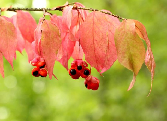 Ornamental and wild plant warty euonymus