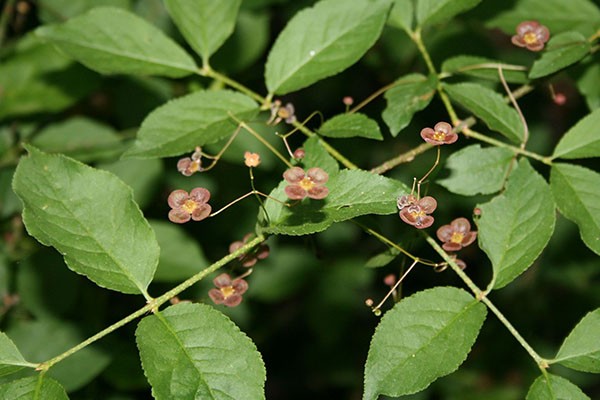 Ornamental and wild plant warty euonymus