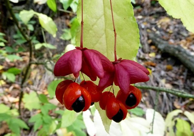 Ornamental and wild plant warty euonymus