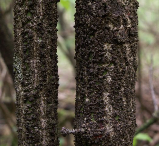 Ornamental and wild plant warty euonymus