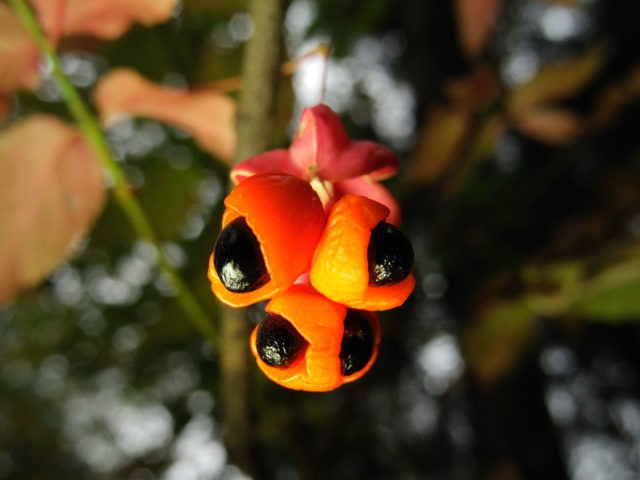 Ornamental and wild plant warty euonymus