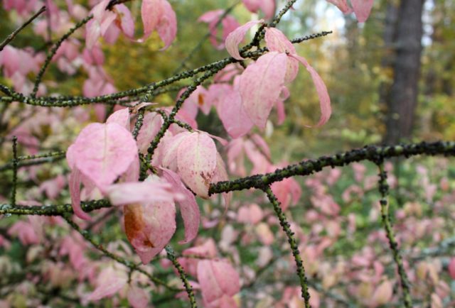 Ornamental and wild plant warty euonymus