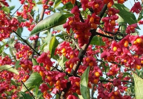 Ornamental and wild plant warty euonymus