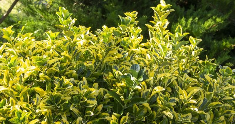 Ornamental and wild plant warty euonymus