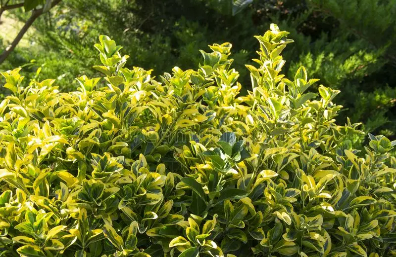 Ornamental and wild plant warty euonymus