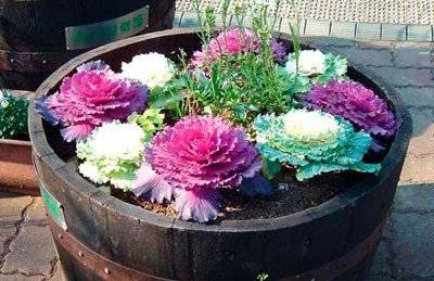 Ornamental cabbage: planting and care + photo