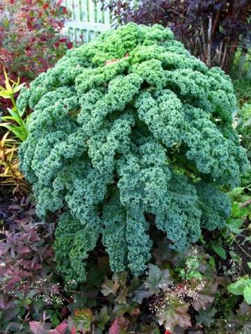 Ornamental cabbage: planting and care + photo