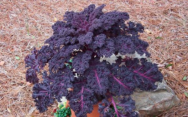 Ornamental cabbage: planting and care + photo