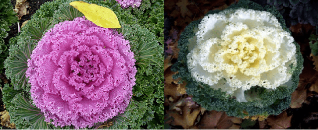 Ornamental cabbage: planting and care + photo