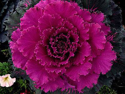 Ornamental cabbage: planting and care + photo