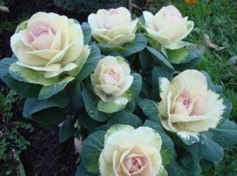 Ornamental cabbage: planting and care + photo