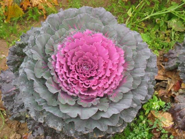 Ornamental cabbage: varieties and names