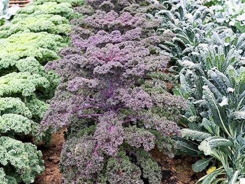 Ornamental cabbage: varieties and names