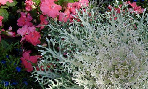 Ornamental cabbage: varieties and names