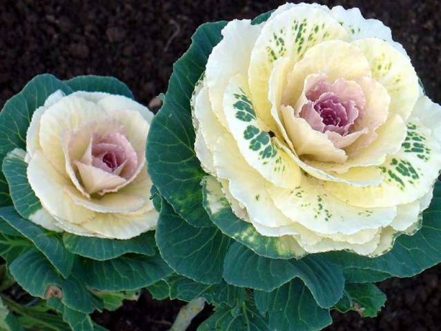 Ornamental cabbage: varieties and names