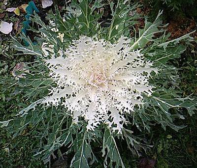 Ornamental cabbage: varieties and names