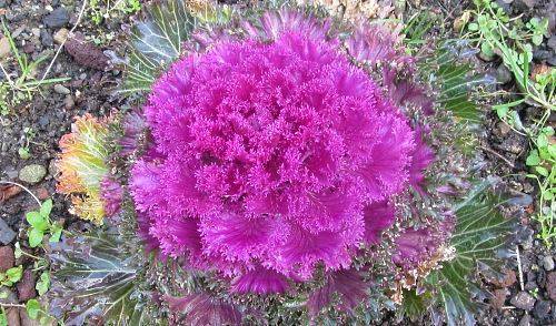 Ornamental cabbage: varieties and names