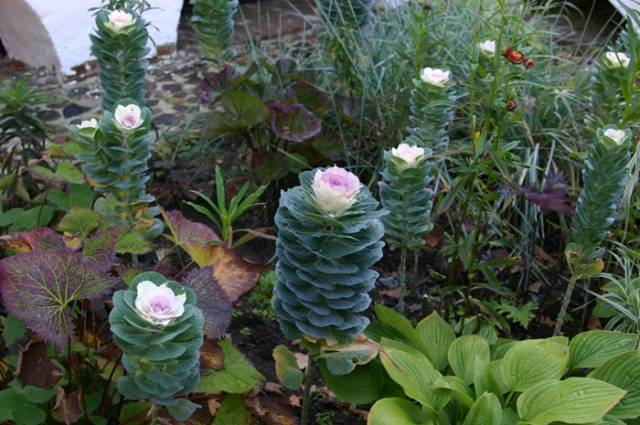 Ornamental cabbage: varieties and names