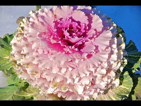 Ornamental cabbage: varieties and names