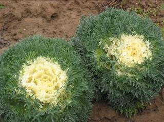 Ornamental cabbage: varieties and names