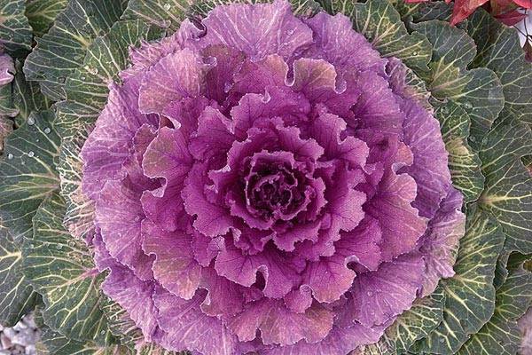 Ornamental cabbage: varieties and names