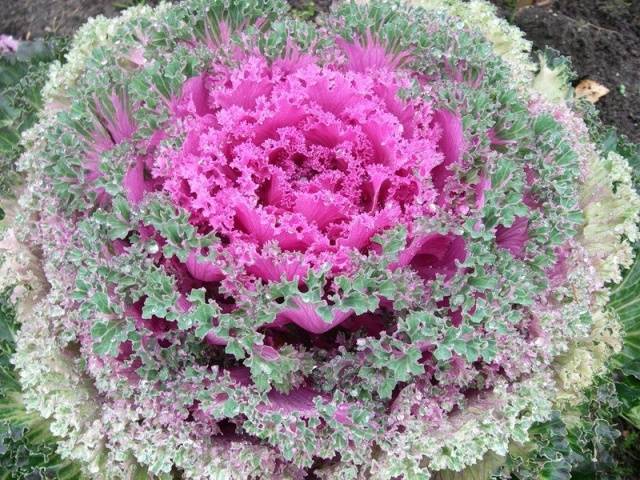 Ornamental cabbage: varieties and names