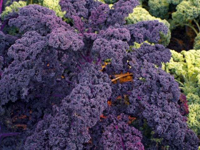 Ornamental cabbage: varieties and names