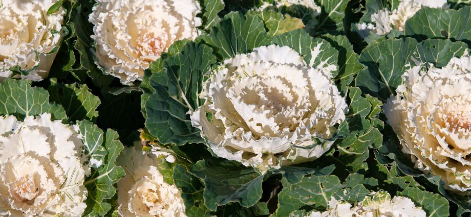 Ornamental cabbage: varieties and names