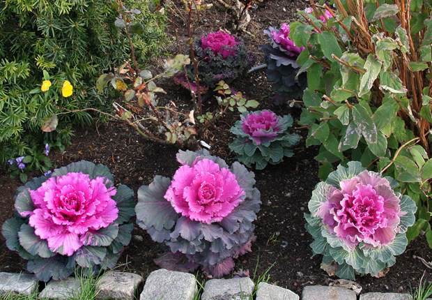 Ornamental cabbage: varieties, cultivation and description