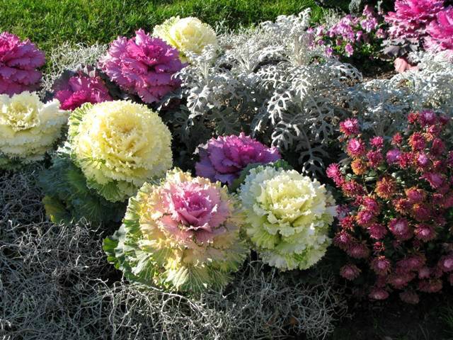 Ornamental cabbage: varieties, cultivation and description