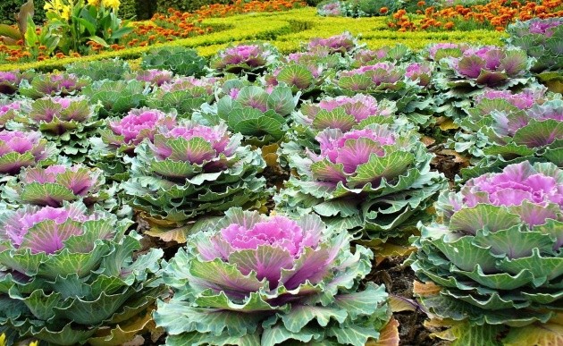 Ornamental cabbage: varieties, cultivation and description