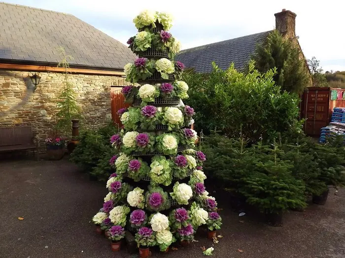 Ornamental cabbage: varieties, cultivation and description