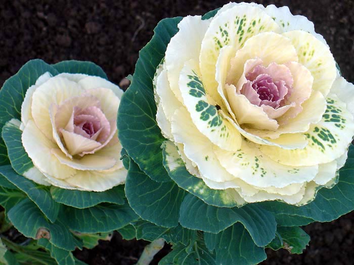 Ornamental cabbage: varieties, cultivation and description