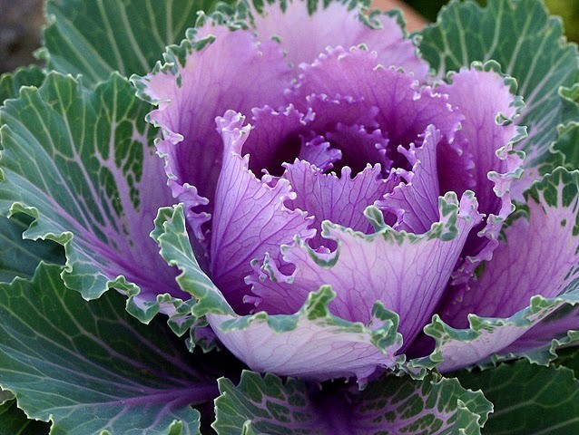 Ornamental cabbage: varieties, cultivation and description