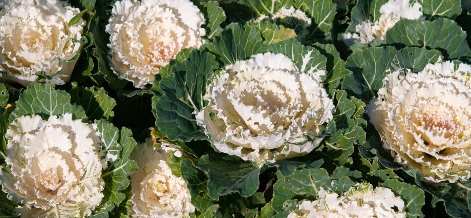 Ornamental cabbage: varieties, cultivation and description