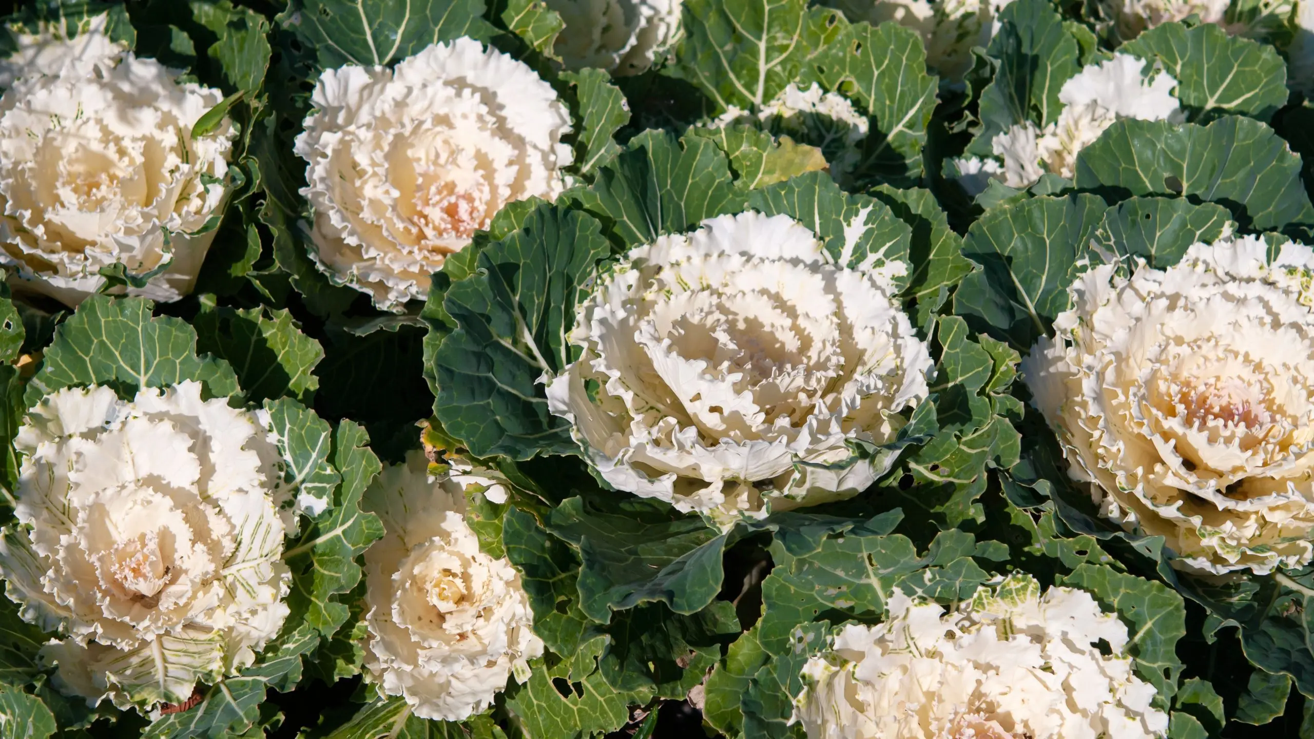 Ornamental cabbage: varieties, cultivation and description