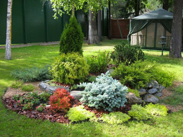 Ornamental coniferous shrubs